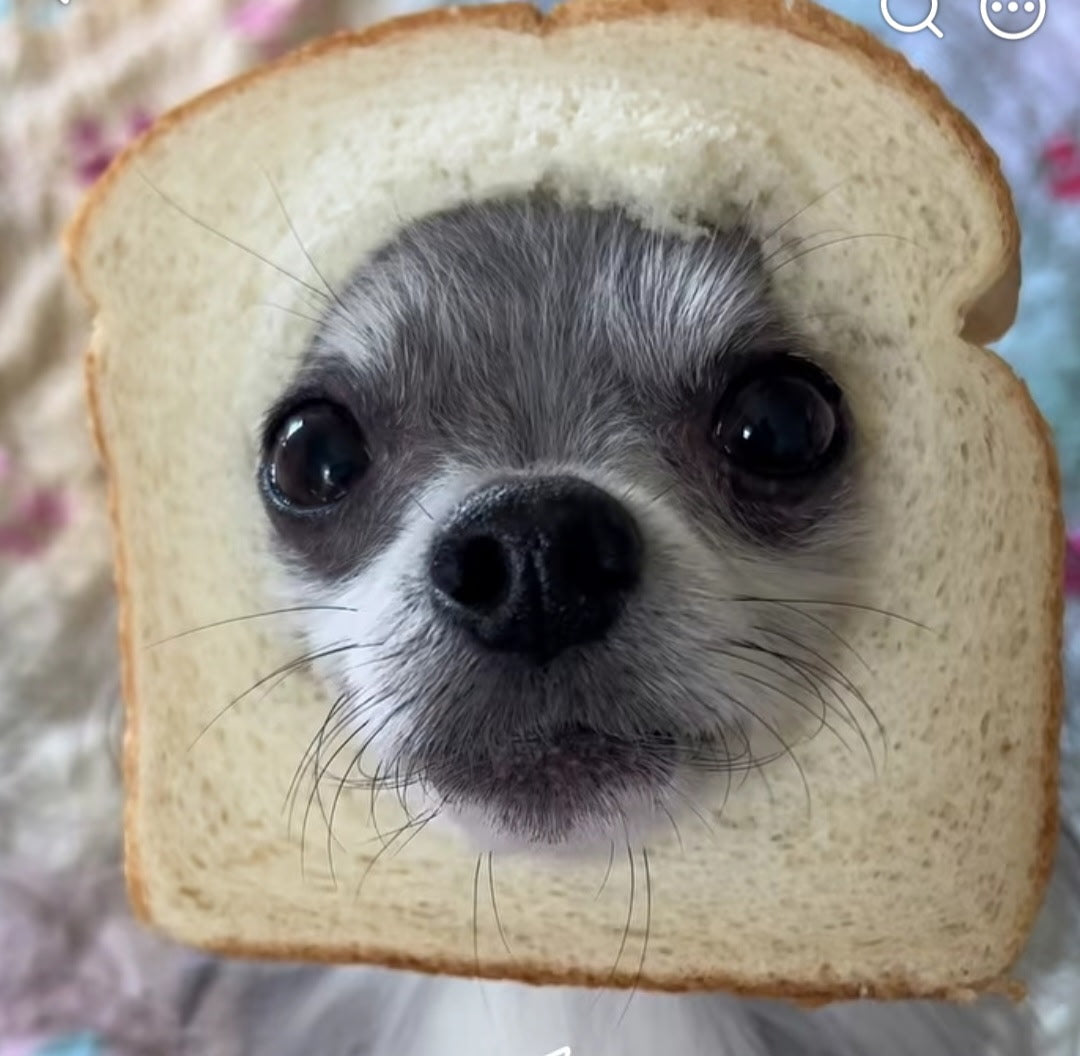 Dog & Puppy Supplies