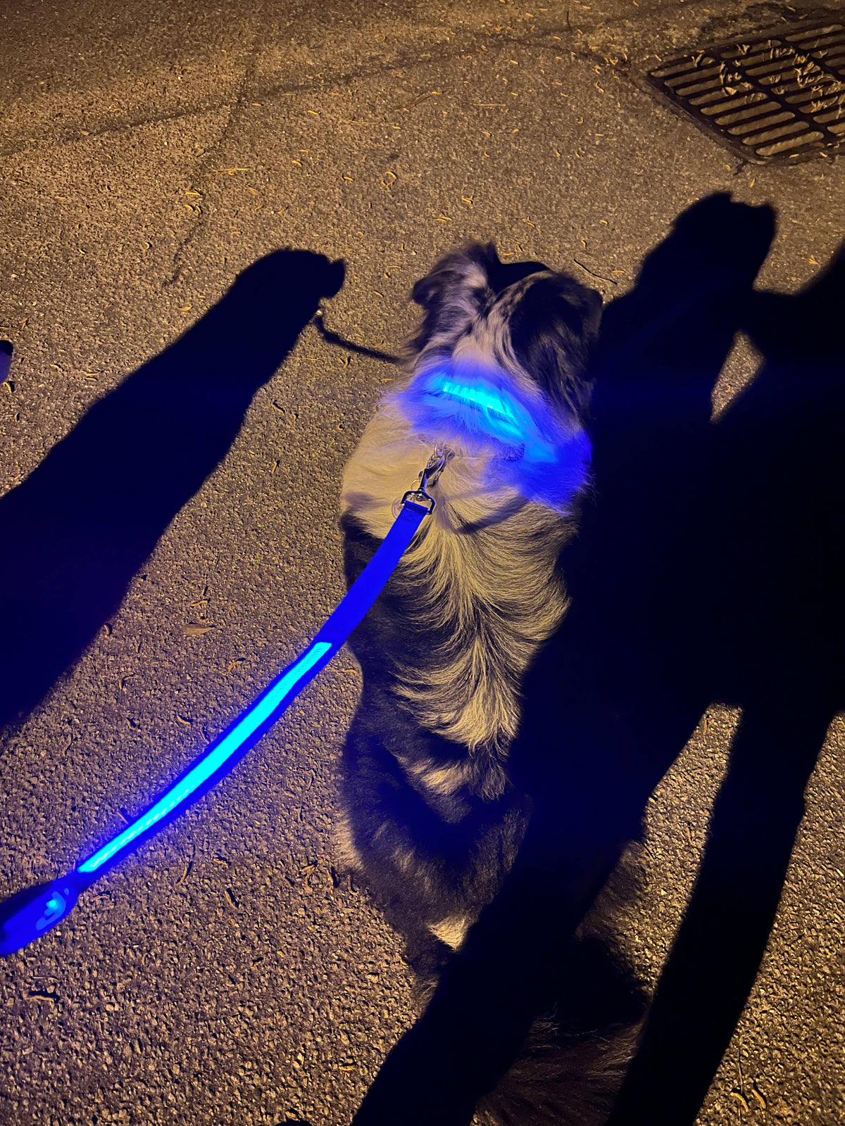 Light Up LED Dog Leash: Blue