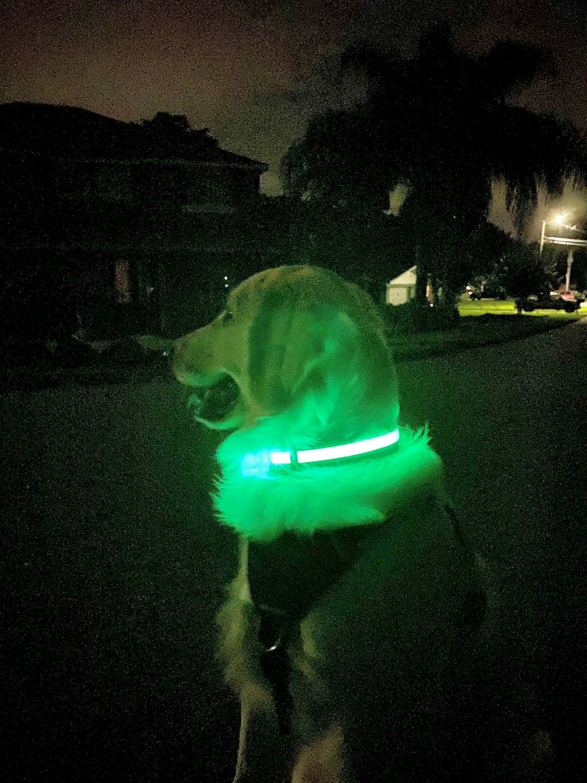 LED Dog Collar: Blue