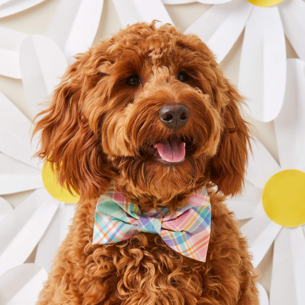 Blooming Plaid Spring Easter Dog Bow Tie