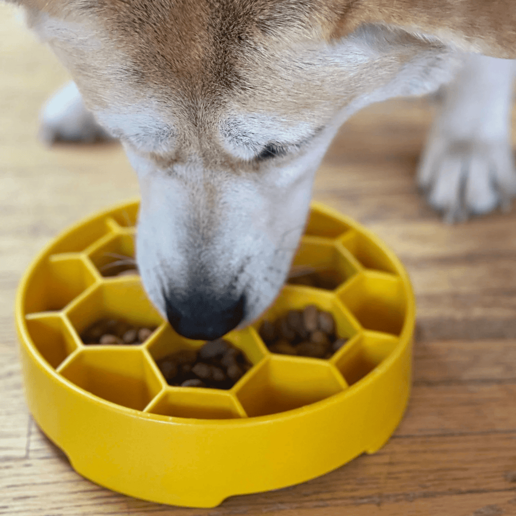 Slow Feeder Dog Bowls