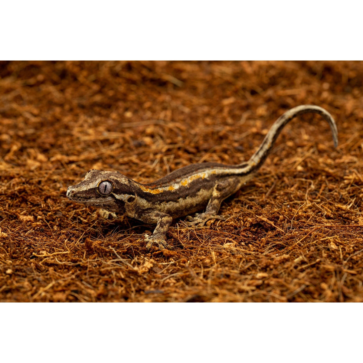 ReptiEarth Fine Coconut Fiber Mix; Ready to Use