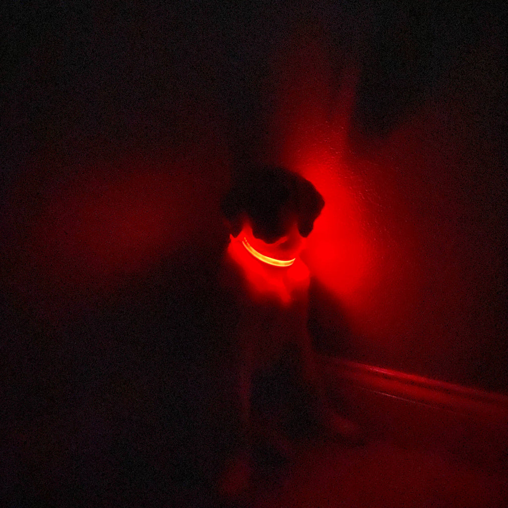 LED Dog Collar: Green