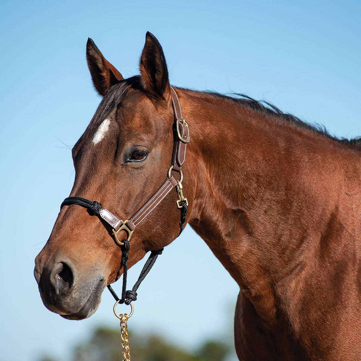 Cashel Leather & Rope Combo Halter, Horse