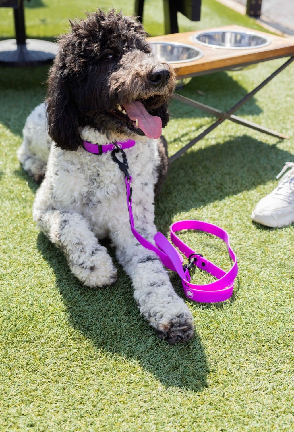 The Modern Dog Company - Electric Fuchsia Leash (Weather + Odor Resistant)